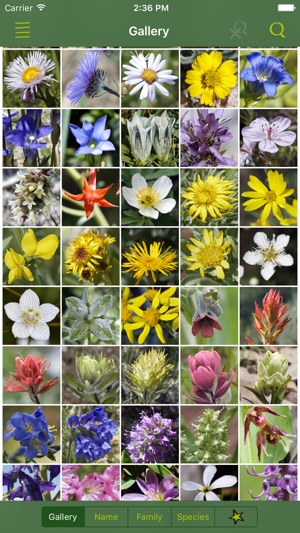 Rockies AlpineFlower Finder – a field gu