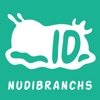 Ocean Life ID - Nudibranchs - Identification, Facts and Information