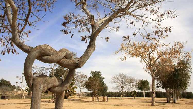 The World Of Trees