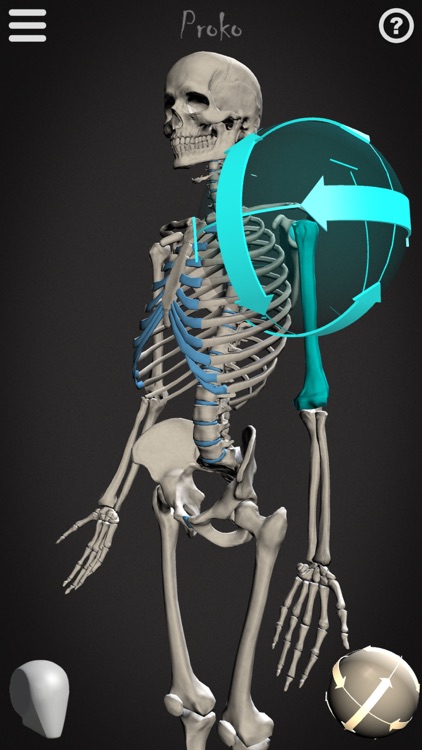Skelly - Poseable Anatomy Model for Artists