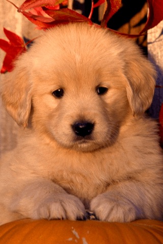 Golden Retriever Wallpaper HD screenshot 2