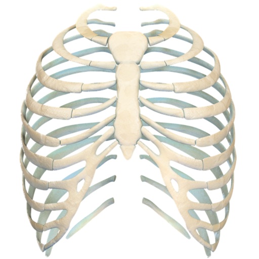 Human Ribs 3D by Trendyworks Technologies Pvt. Ltd