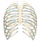 Features of the Human Spine 3D App: