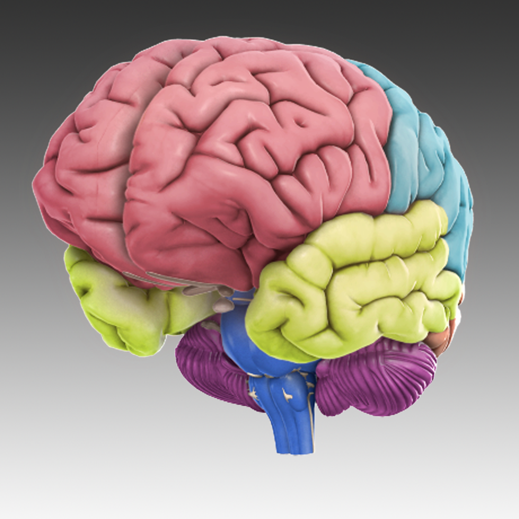 3d Brain Iphoneアプリ Applion