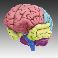 Contacter 3D Brain