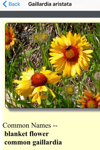 New Hampshire Wildflowers screenshot 3