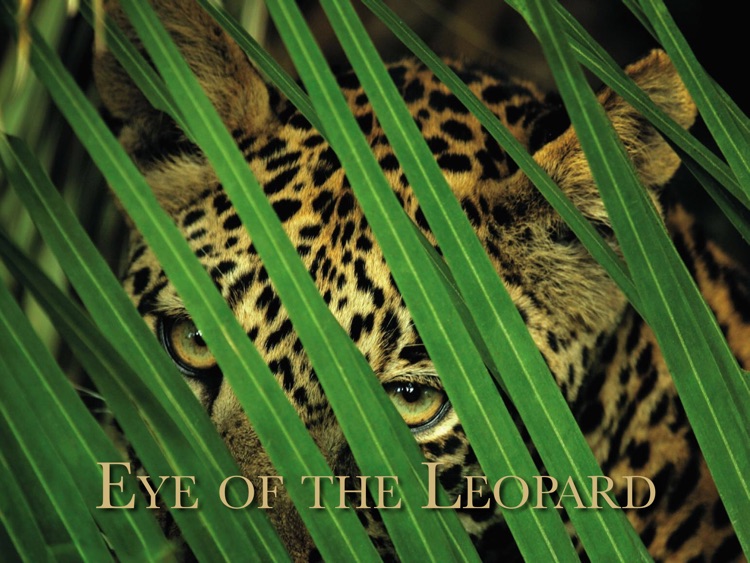 Eye of the Leopard