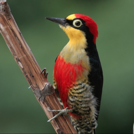 Woodpeckers Guide!