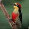 Woodpeckers Guide