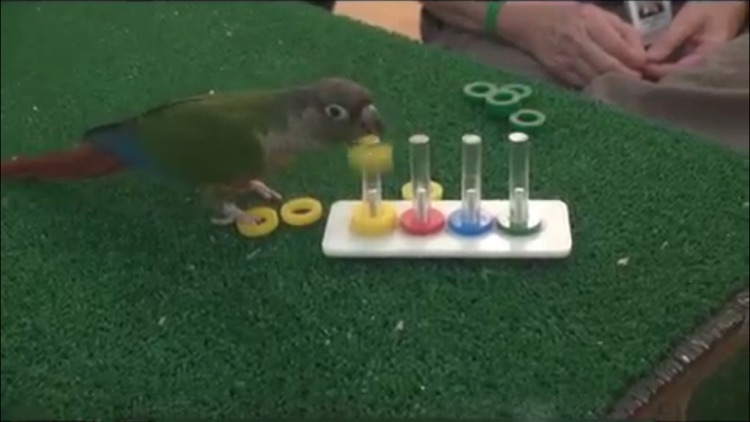 Training A Parrot screenshot-3
