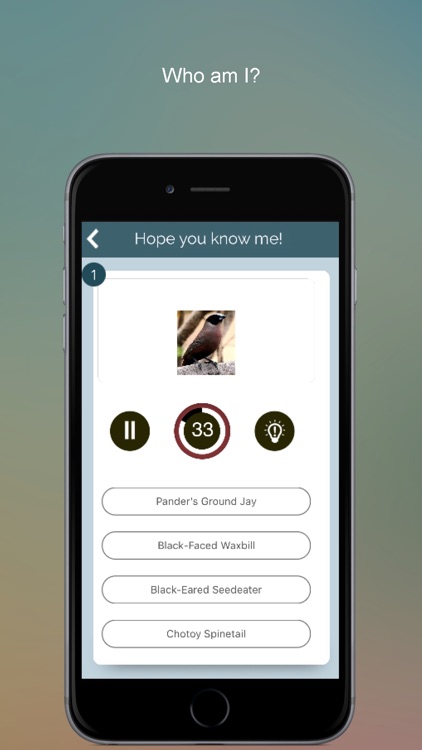 Perching Birds PRO: SMART guide to beautiful Singing Birds with Games & Puzzles screenshot-3