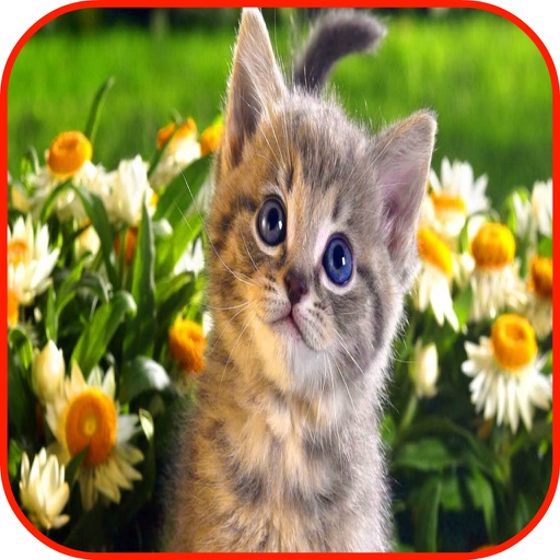 Cats Wallpaper Kitten Wallpapers, Cats Puzzle & Cats Info