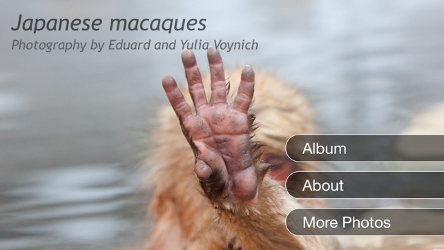 Japanese Macaques(圖1)-速報App