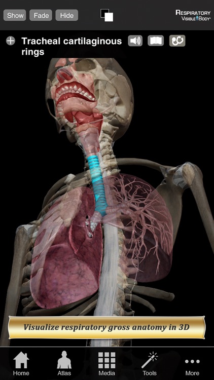Respiratory Anatomy Atlas: Essential Reference for Students and Healthcare Professionals screenshot-0
