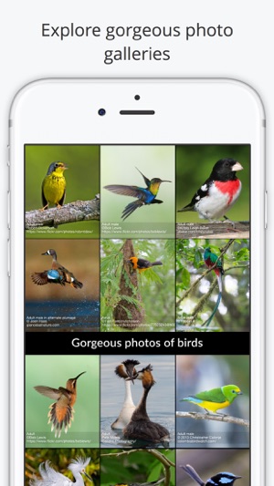 BirdsEye Friends of Anahuac NWR(圖5)-速報App