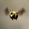 Bee Звуки и Картинки- Тема Мелодии и сигнализации