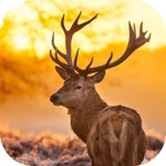Whitetail Hunting Calls