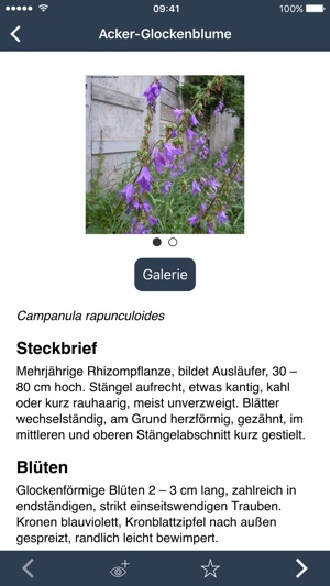 Bienenpflanzen für den Garten(圖3)-速報App