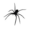 Spider Size