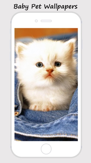 Baby Pet Wallpapers - Collections Of Baby Animals Pictures(圖4)-速報App