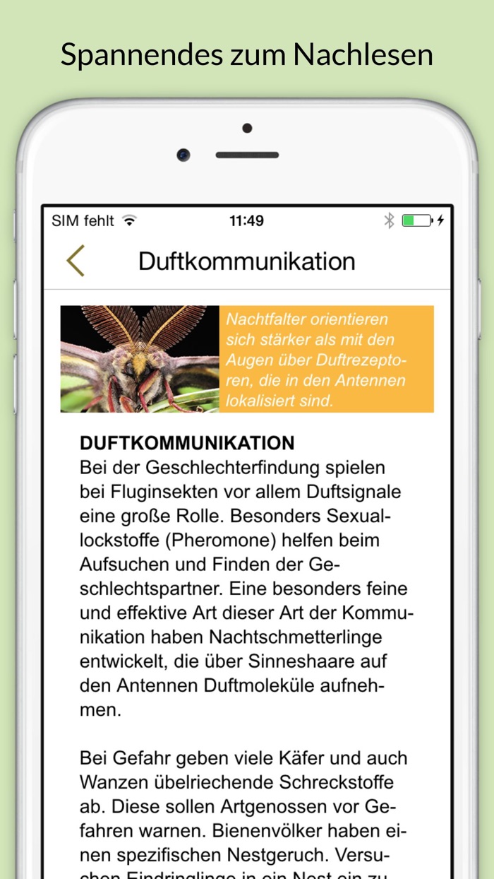 Insekten  Schmetterlinge bestimmen – entdecken Sie die 100 wichtigsten Arten in der Natur und im eigenen Garten