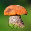 Mushroom Expert