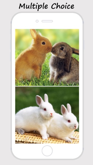 Baby Pet Wallpapers - Collections Of Baby Animals Pictures(圖2)-速報App