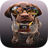Dogs Quiz - Guess The Hidden Object that What’s Breeds of Dog?  PC 용