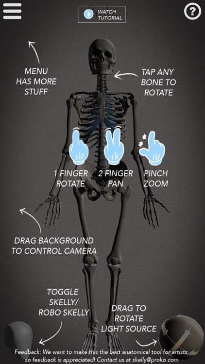 Skelly - Poseable Anatomy Model for Artists