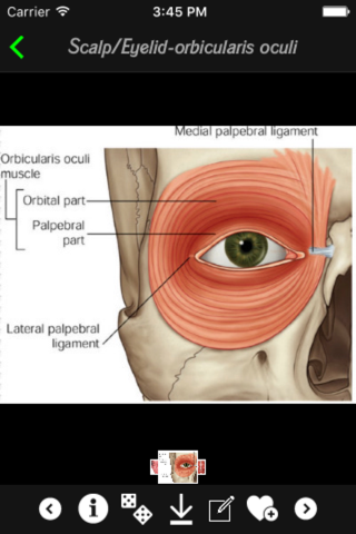 Human Muscles Info screenshot 4