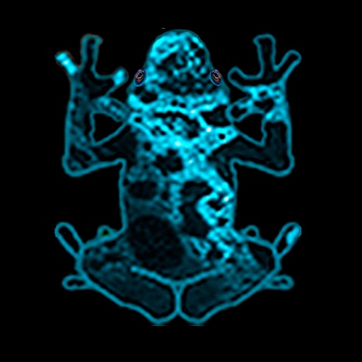 Baby Frogs Icon