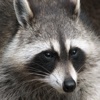 Raccoon Sounds - From the Trash Can to The Palm of Your Hand
