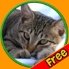 exciting cats for kids - free