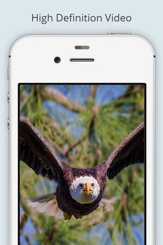Eagle Cam screenshot 3