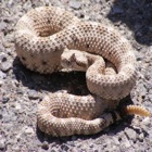 Top 50 Entertainment Apps Like Rattle Snake Sound Effect - High Quality Sounds to Scare Your Friends - Best Alternatives