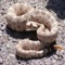 Rattlesnakes are a group of venomous snakes of the genera Crotalus and Sistrurus of the subfamily Crotalinae (the pit vipers)