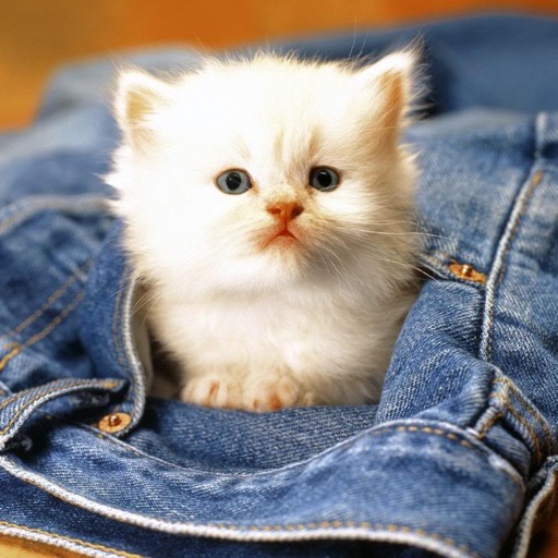 Baby Pet Wallpapers - Collections Of Baby Animals Pictures iOS App
