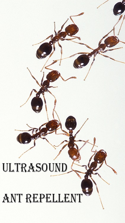 Ultrasound Ant Repellent