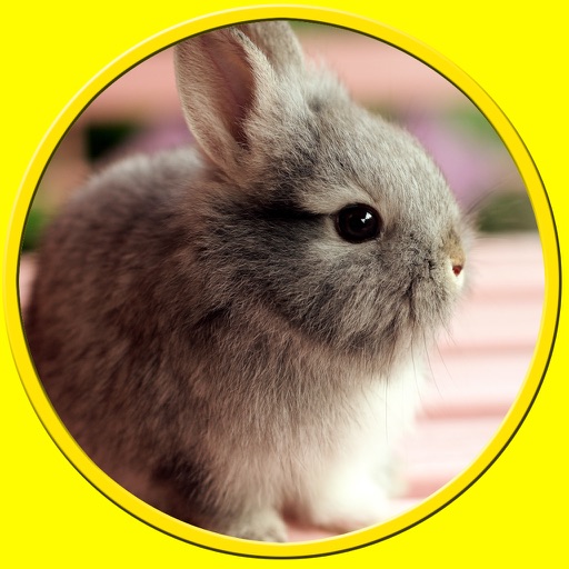 exciting rabbits for kids no ads icon