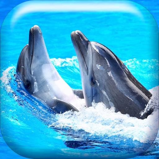Dolphin Wallpaper HD Collection – Lovely Ocean Themes And Cute Retina  Backgrounds | Apps | 148Apps