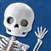 Skeletal System Health: Bone Healthy Tips and Tutorial