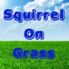 Squirrel On Grass