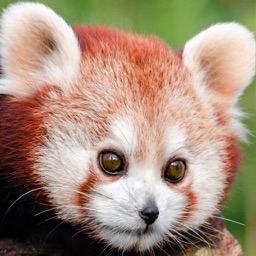 Red Panda Puzzles Jigsaws Games with Wild Animals in the Zoo
