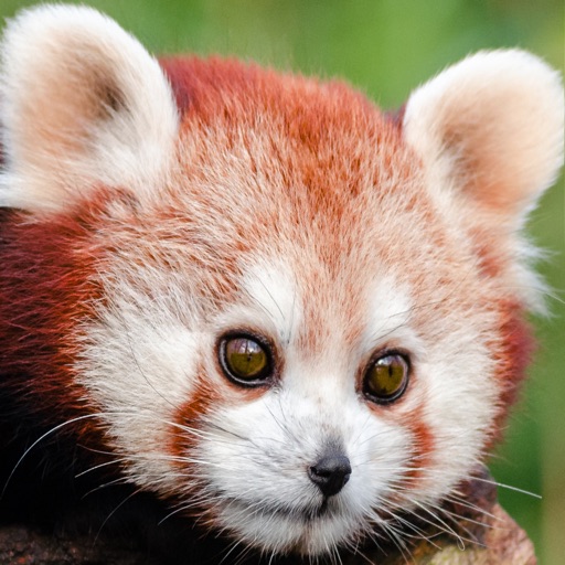 Red Panda Puzzles Jigsaws Games with Wild Animals in the Zoo iOS App