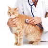 Veterinary Glossary and Cheatsheet: Study Guide and Courses