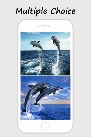 Dolphin Wallpapers - Best Collections Of Dolphin Pictures screenshot 3