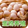 中国蛋鸡养殖平台