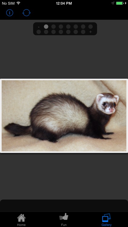 iFerret Pet Care