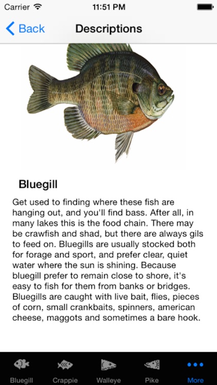 Angler