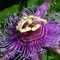 Herbalism will help you to discover plants with the most amazing photos and detailed descriptions